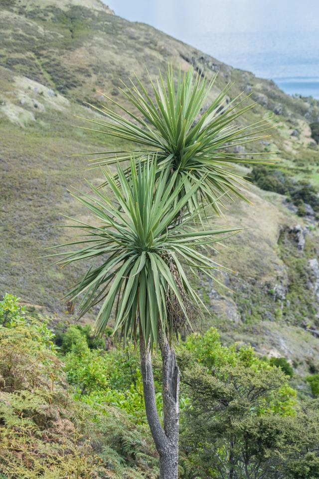 Cordyline (Cordyline australis) : plantation, pot et entretien