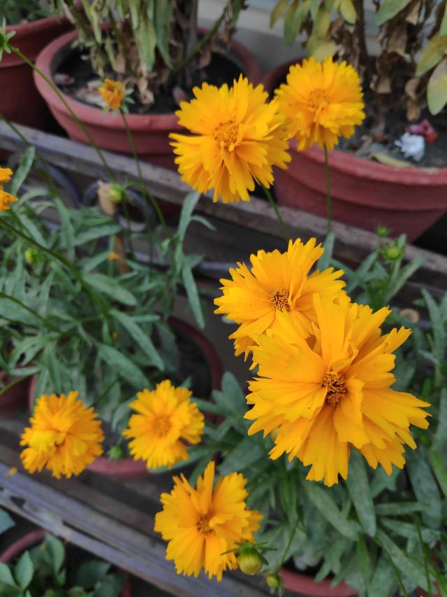 Coreopsis (Coreopsis grandiflora) : plantation, floraison et entretien