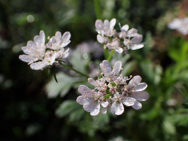 Coriandre (Coriandrum sativum) : semis, culture et entretien