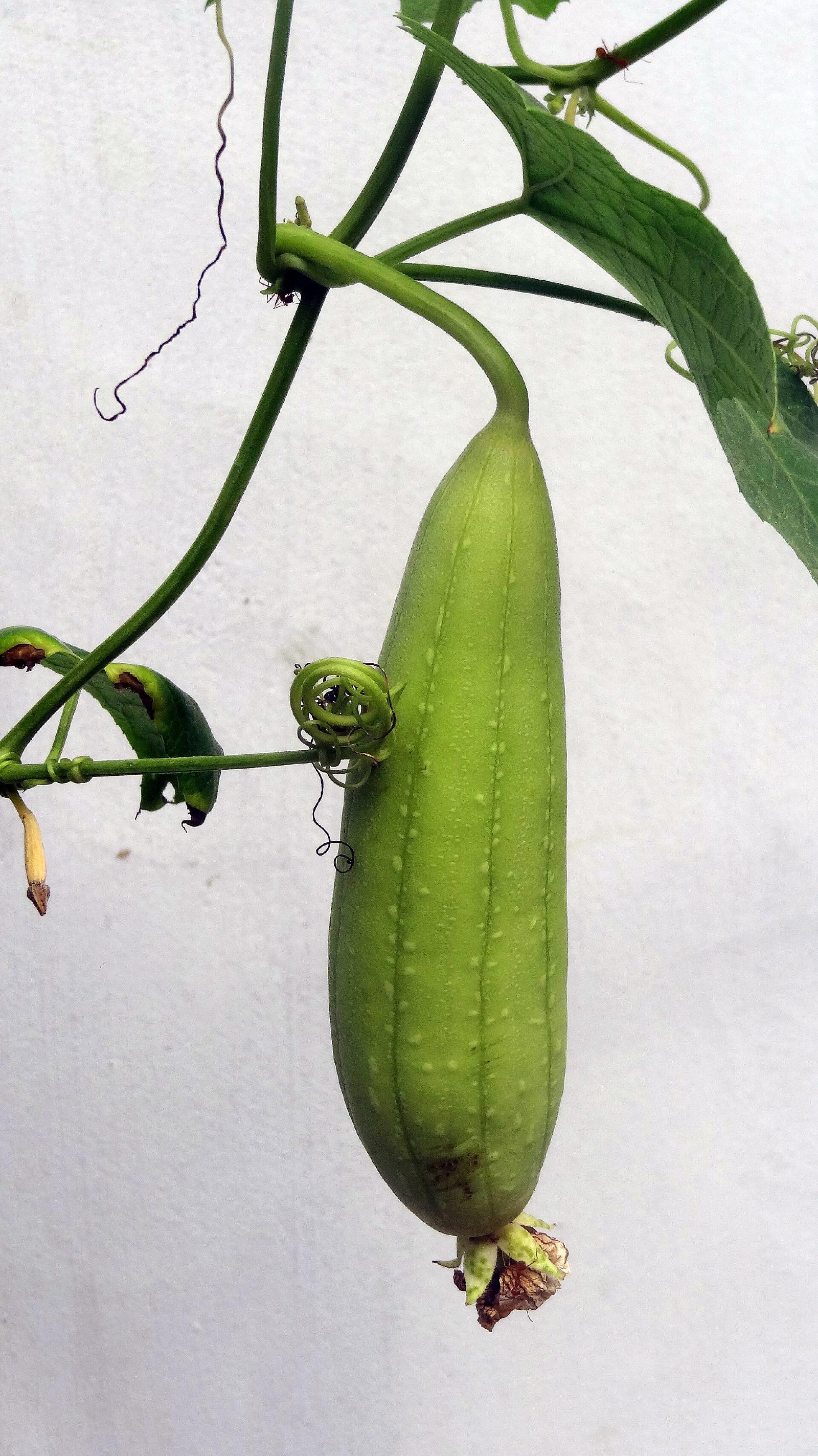 Cornichon