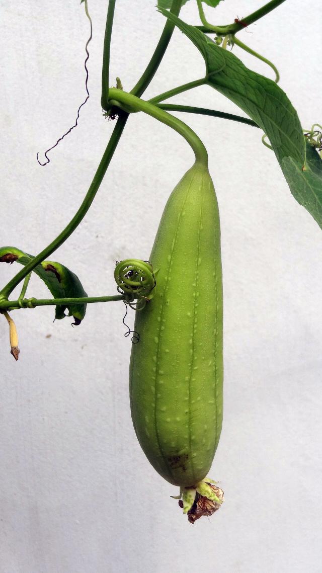 Cornichon (Cucumis sativus) : semis, plantation et culture