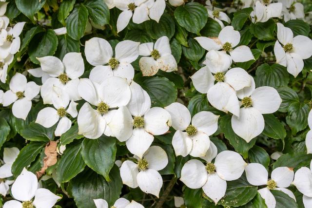 Cornouiller à fleurs (Cornus kousa) : plantation, taille et entretien