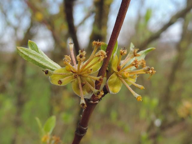Cornouiller mâle (Cornus mas) : plantation, entretien et récolte des cornouilles