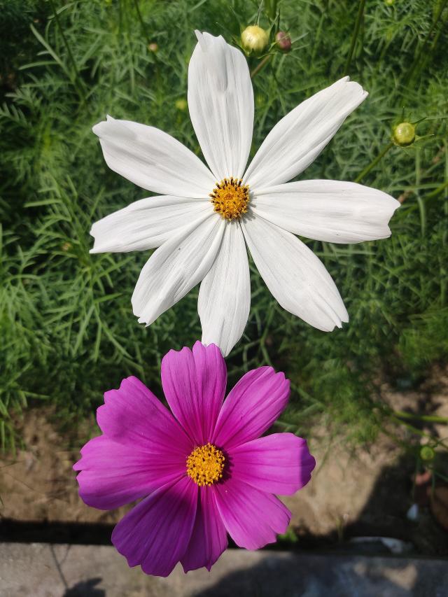 Cosmos (Cosmos bipinnatus) : semis, floraison et entretien