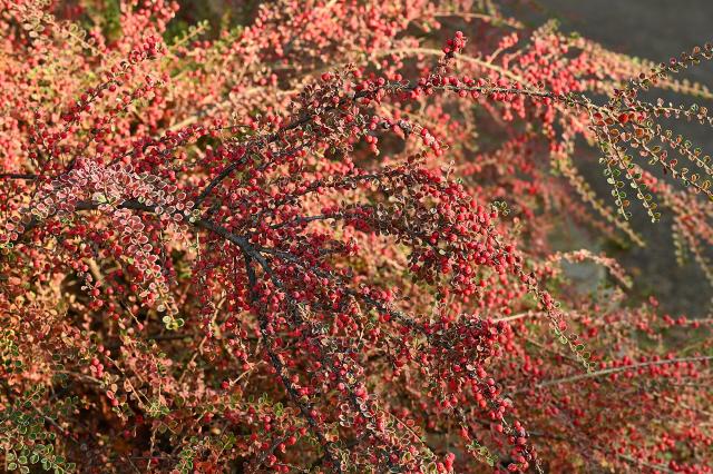 Cotonéaster horizontal (Cotoneaster horizontalis) : plantation, taille et entretien