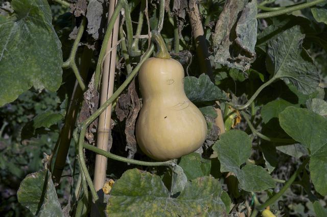 Courge butternut (Cucurbita moschata) : semis, culture, récolte