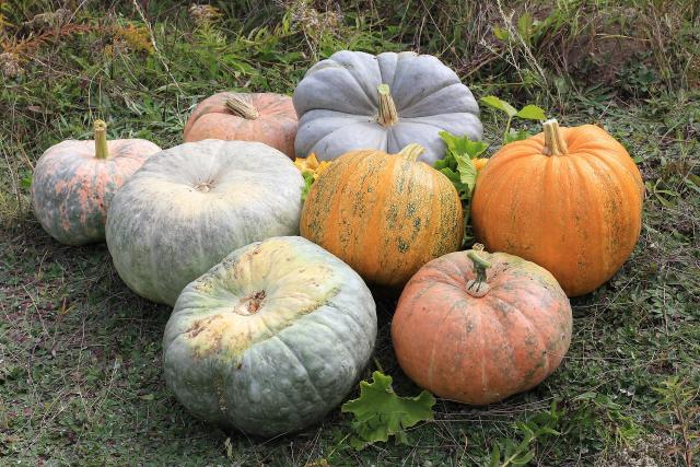 Courge (Cucurbita spp.) : semis, plantation, récolte et conservation