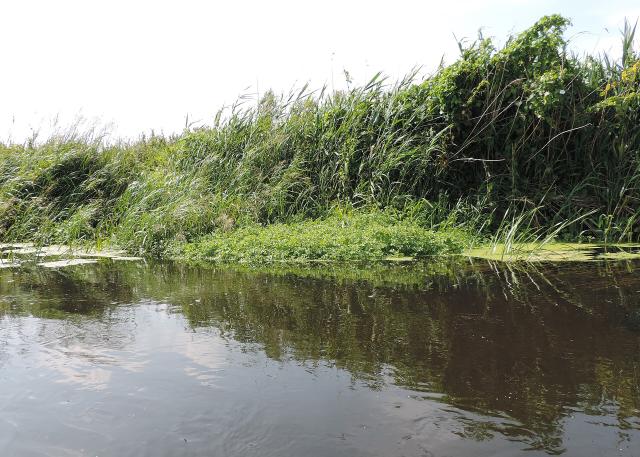 Cresson de fontaine (Nasturtium officinale) : culture, entretien et récolte
