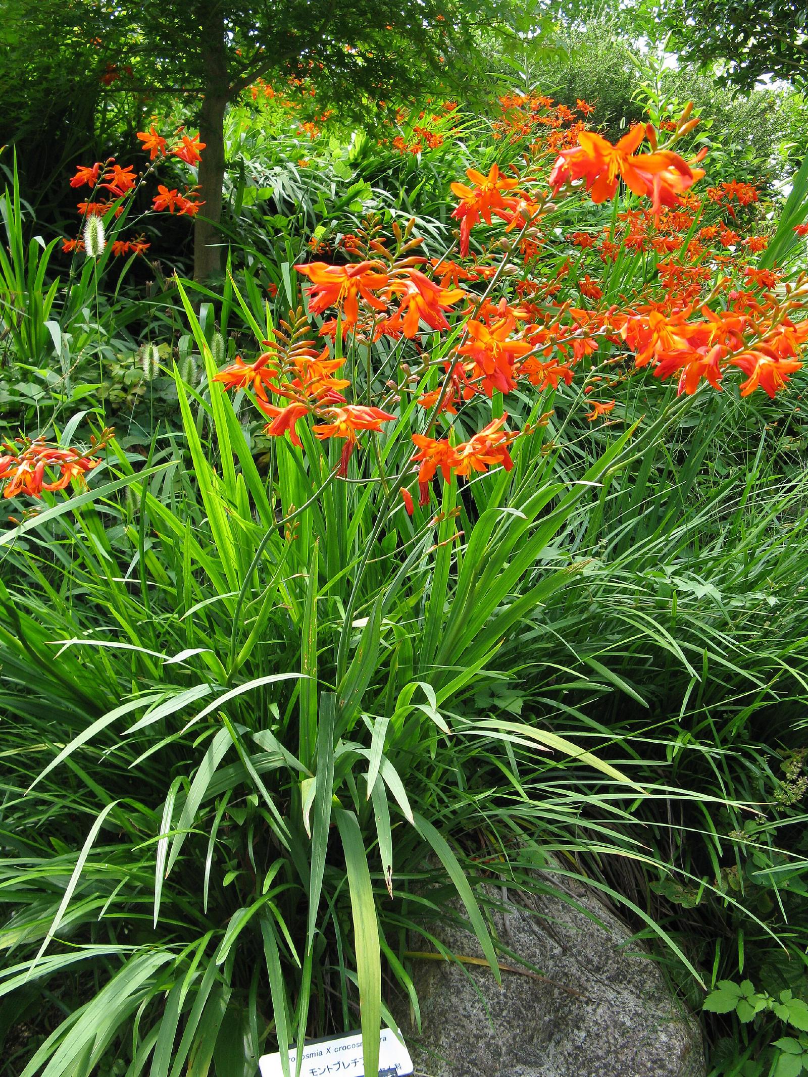 Crocosmia