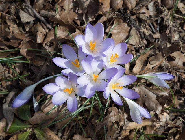Crocus (Crocus spp.) : plantation, floraison et entretien