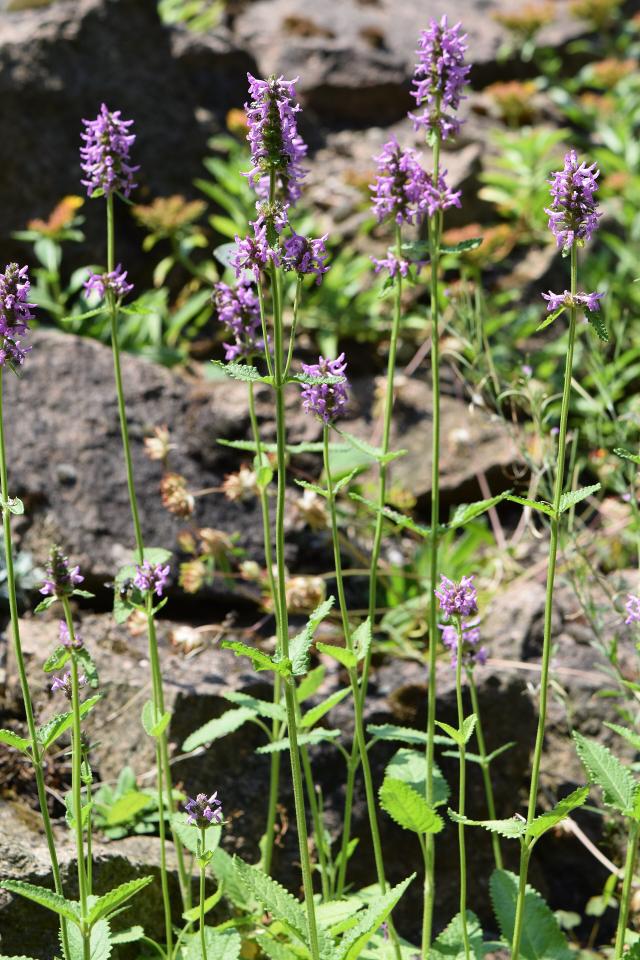 Crosne du Japon (Stachys affinis) : plantation, culture et récolte