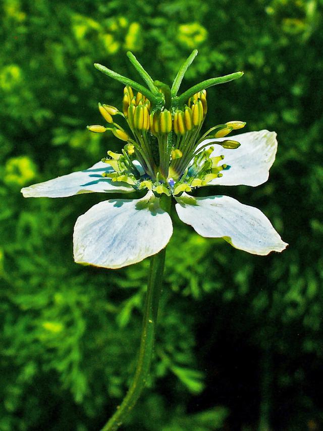 Cumin noir (Nigella sativa) : semis, récolte et différence avec la nigelle