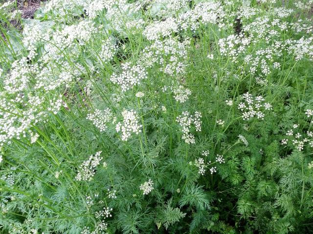 Cumin (Cuminum cyminum) : semis, culture et récolte des graines