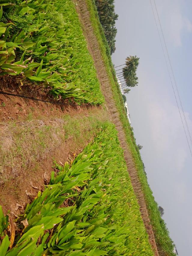 Curcuma (Curcuma longa) : culture en pot, entretien et récolte