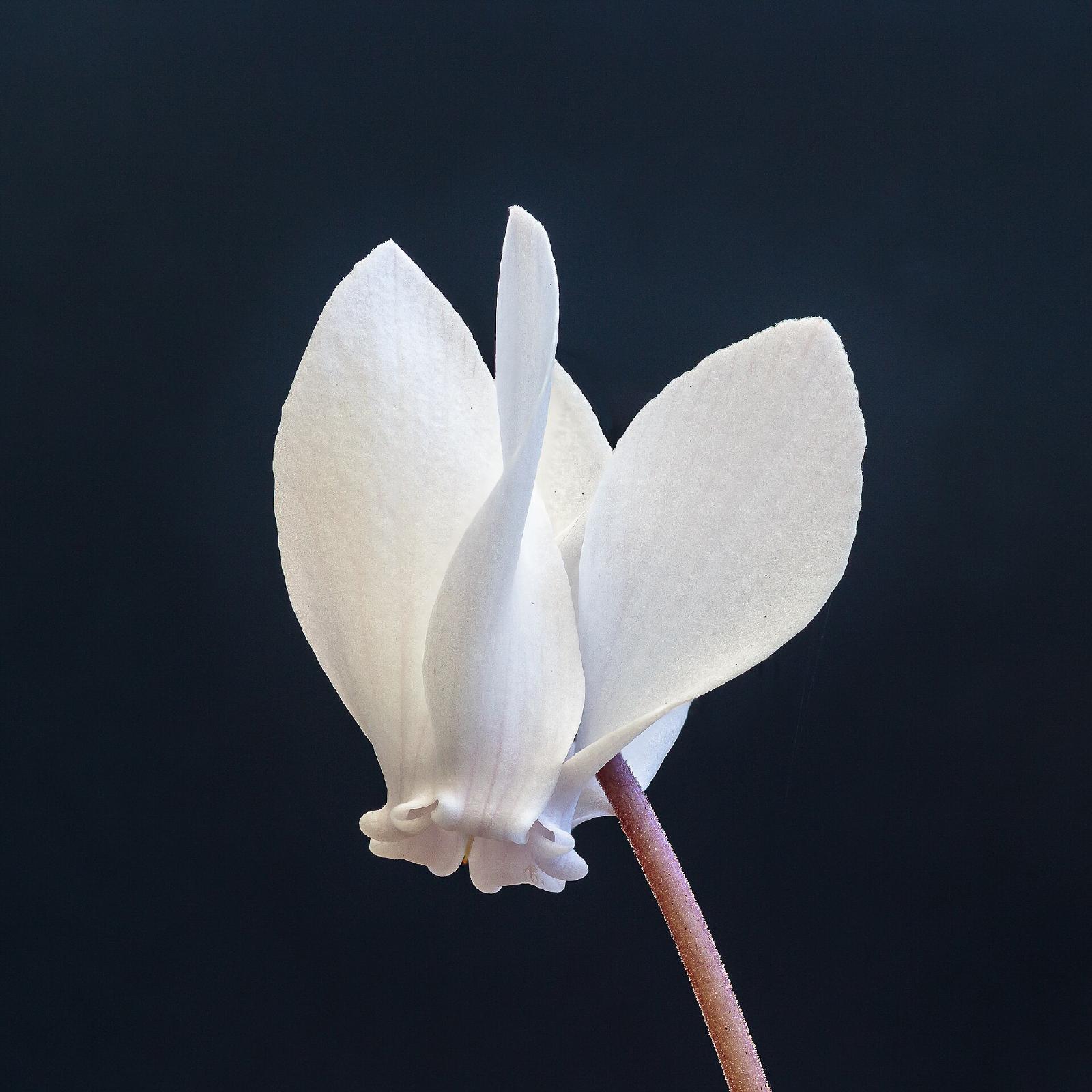 Cyclamen de Naples