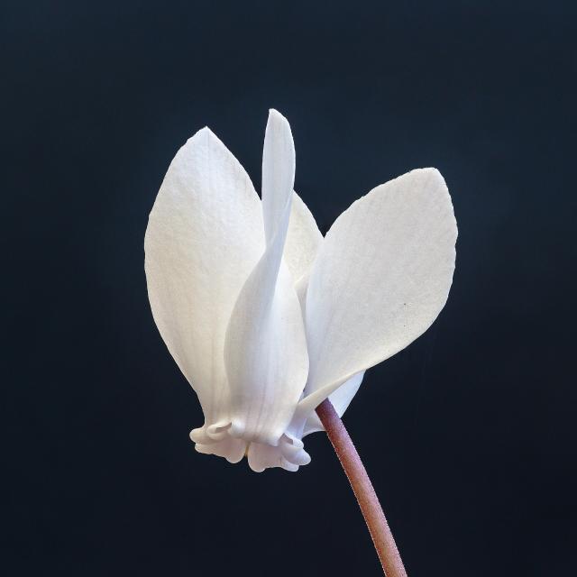 Cyclamen (Cyclamen hederifolium) : plantation, floraison et entretien