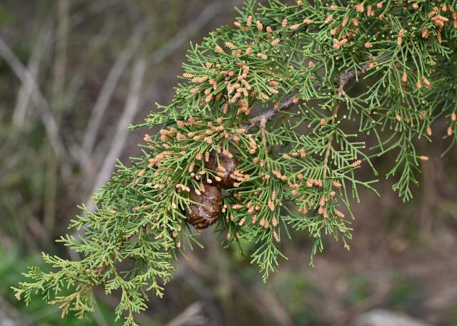 Cyprès (Cupressus sempervirens) : plantation, taille et entretien