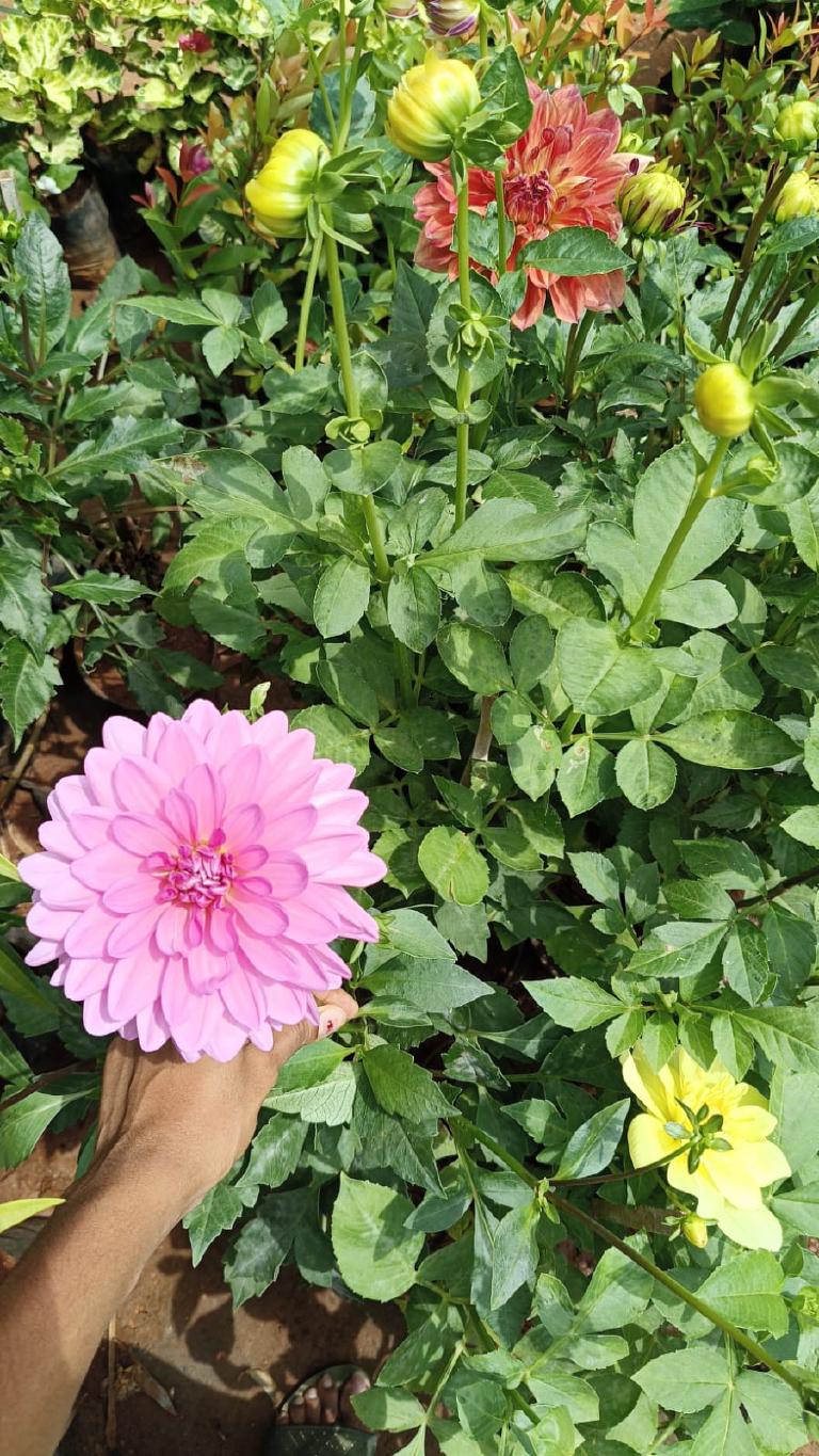 Dahlia