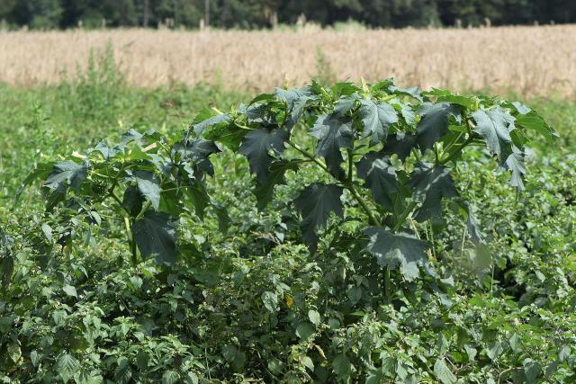 Datura stramoine (Datura stramonium) : reconnaître, gérer et éviter les risques