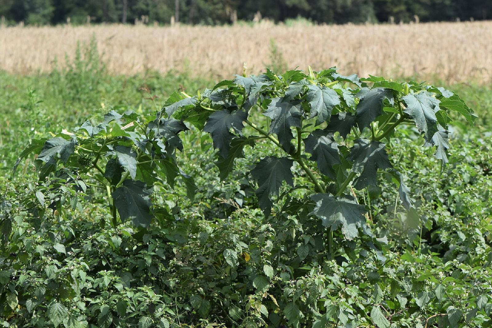 Datura stramoine