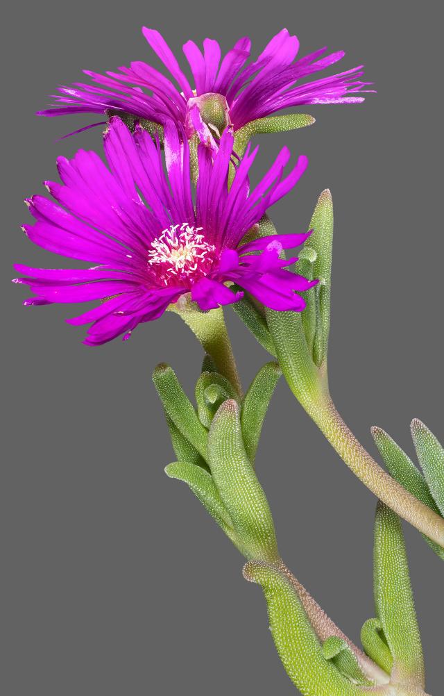 Delosperma (Delosperma cooperi) : plantation, floraison et entretien