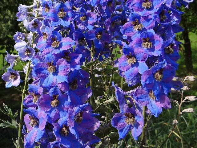 Delphinium (pied-d'alouette vivace) : plantation, tuteurage et entretien