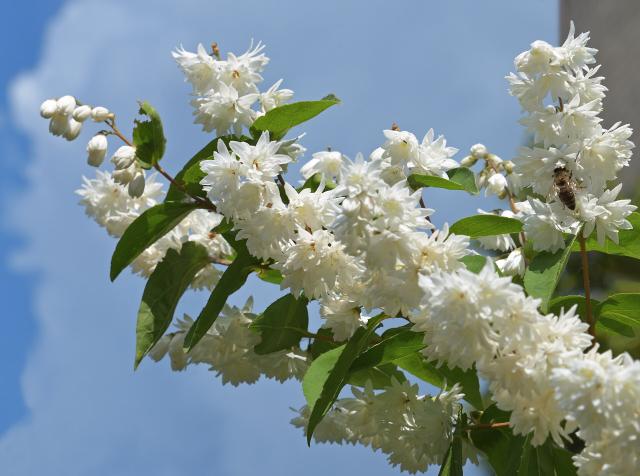 Deutzia (Deutzia scabra) : plantation, taille et entretien