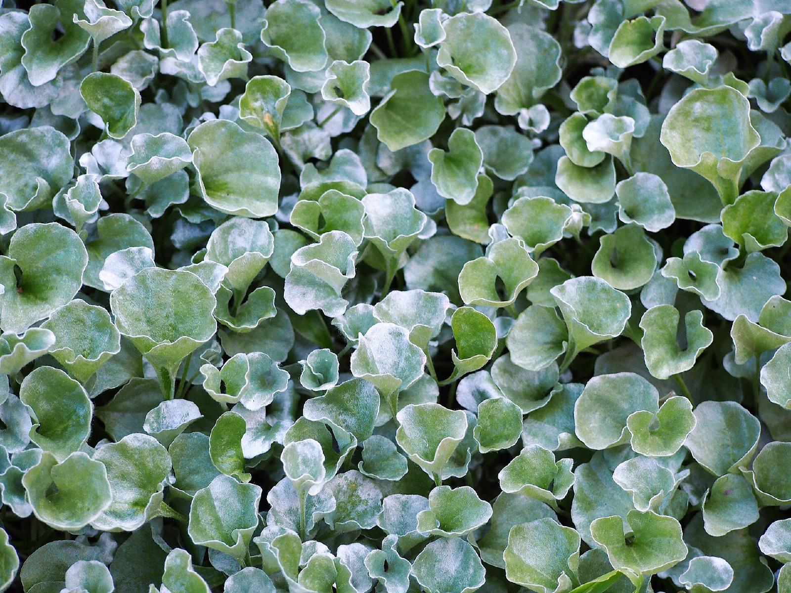 Dichondra argentée