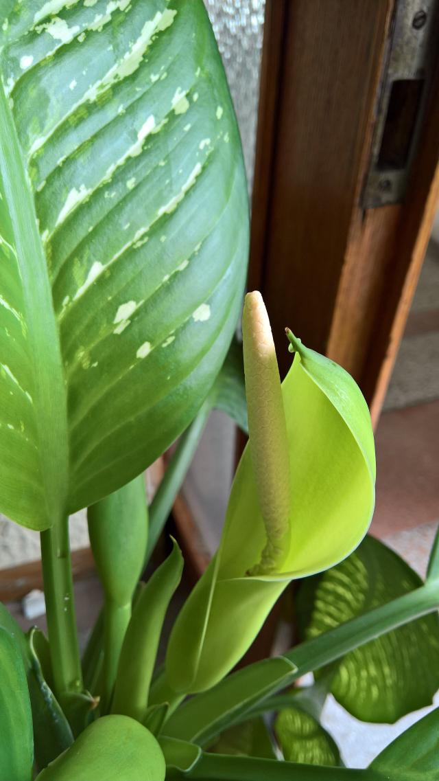 Dieffenbachia : entretien, arrosage et culture en interieur