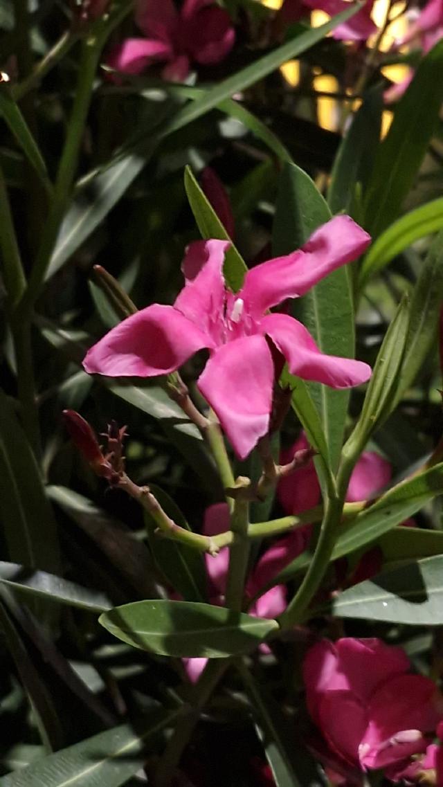 Dipladénia (Mandevilla sanderi) : plantation, entretien et hivernage