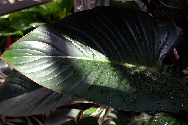 Dracaena fragrans : entretien, arrosage et culture en interieur
