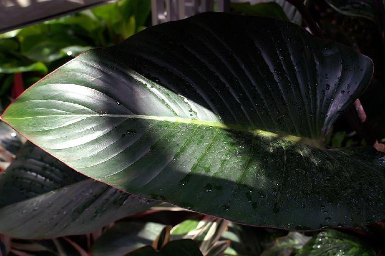 Dracaena fragrans