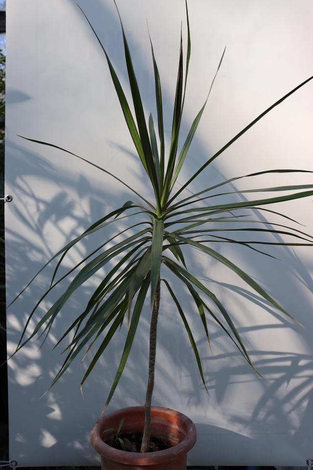 Dracaena marginata : entretien, arrosage et culture en interieur