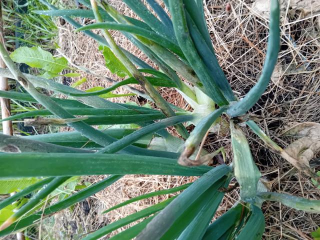 Echalote (Allium cepa var. aggregatum) : plantation, entretien et recolte