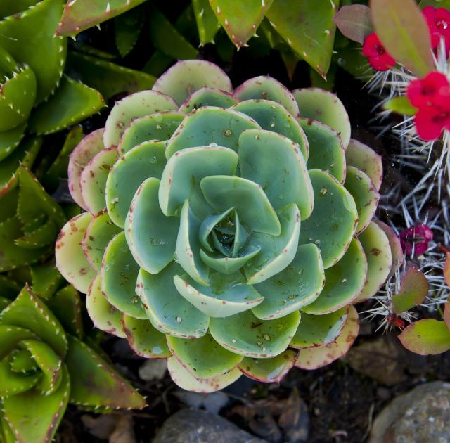 Echeveria (Echeveria elegans) : entretien, arrosage et culture en pot