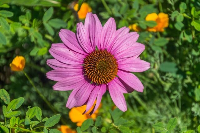 Échinacée (Echinacea purpurea) : plantation, floraison et entretien