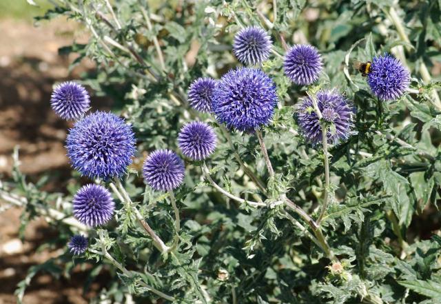 Oursin bleu (Echinops ritro) : plantation, floraison et entretien