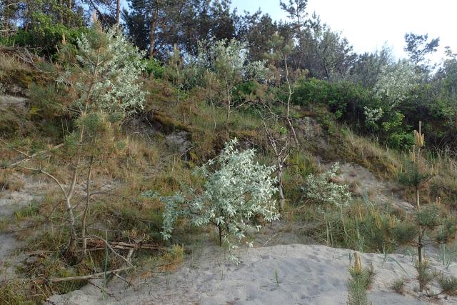 Éléagnus (Elaeagnus × ebbingei) : plantation, taille et entretien