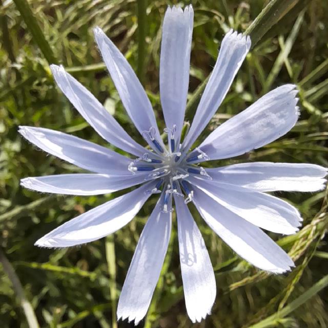 Endive (Cichorium intybus var. foliosum) : culture, forçage et récolte