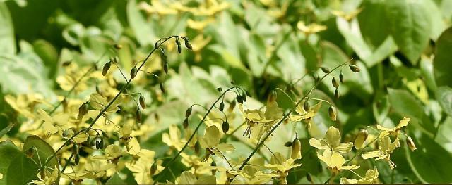 Épimédium (Epimedium) : plantation, entretien et couvre-sol d'ombre