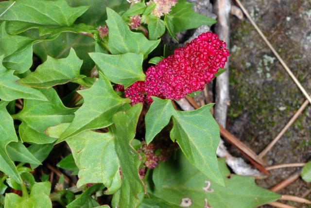 Épinard-fraise (Blitum capitatum) : semis, culture et récolte