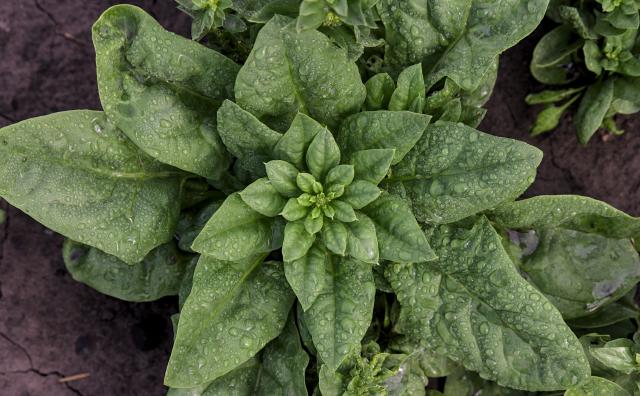 Épinard (Spinacia oleracea) : semis, culture et récolte