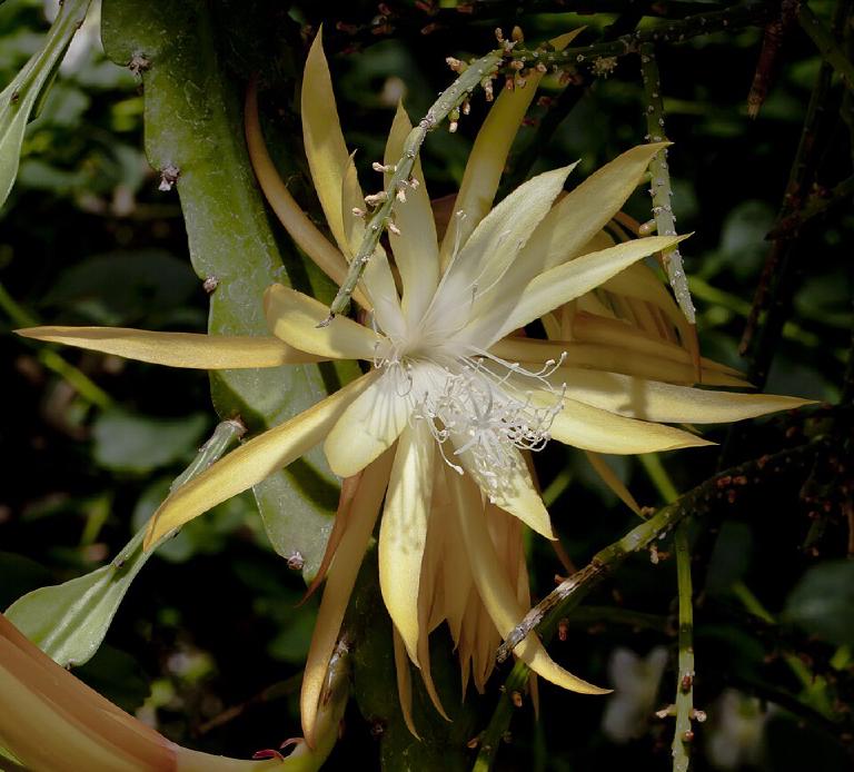 Epiphyllum anguliger