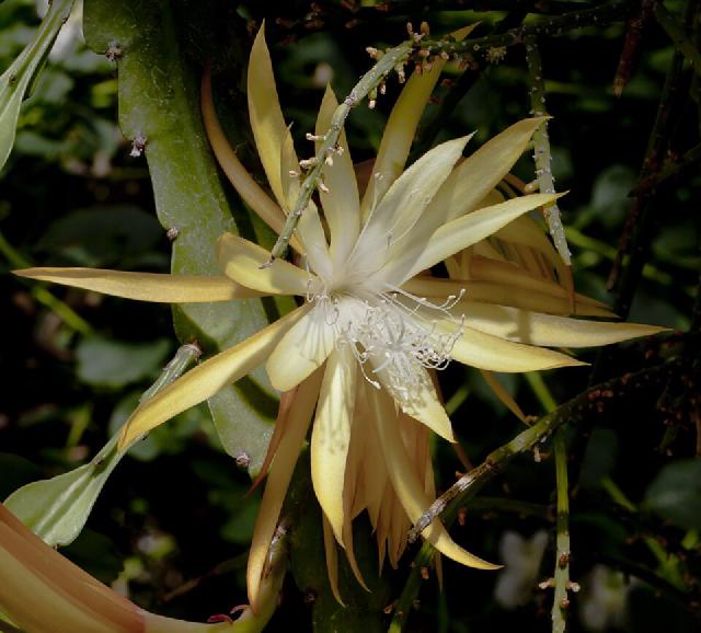 Epiphyllum anguliger : entretien du cactus zigzag en intérieur