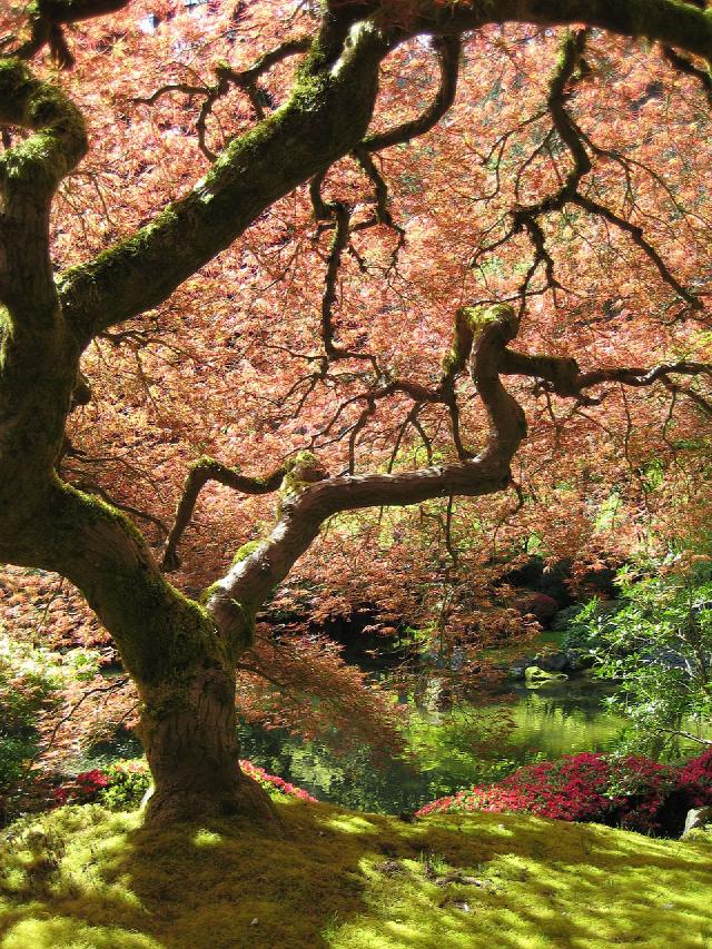 Érable du Japon (Acer palmatum) : plantation, taille et entretien