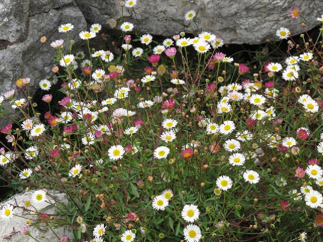 Érigéron de Karvinski (Erigeron karvinskianus) : plantation, entretien et floraison