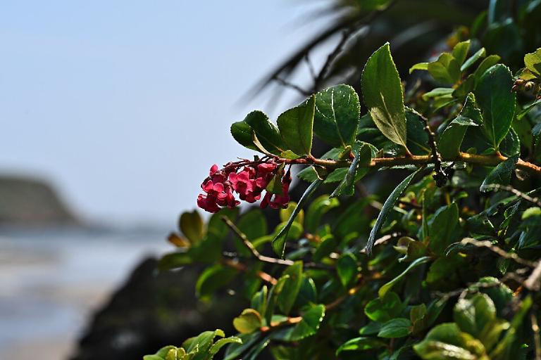 Escallonia