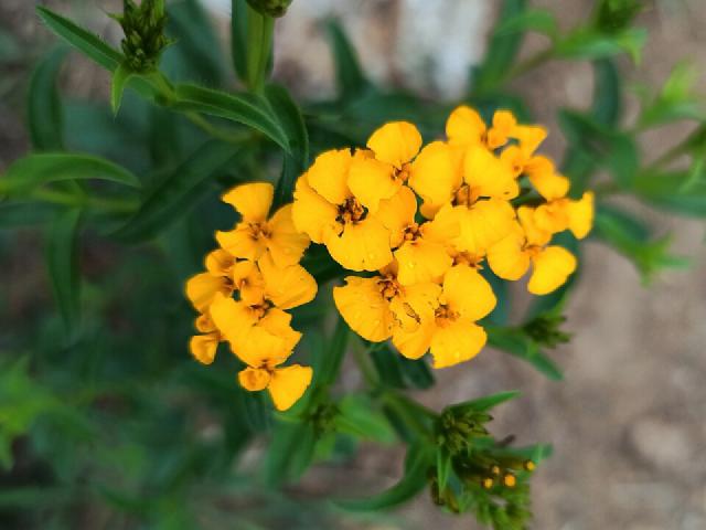 Estragon mexicain (Tagetes lucida) : culture, récolte et entretien