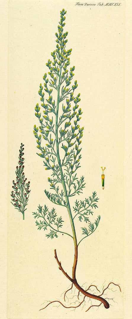 Estragon (Artemisia dracunculus) : plantation, culture et entretien