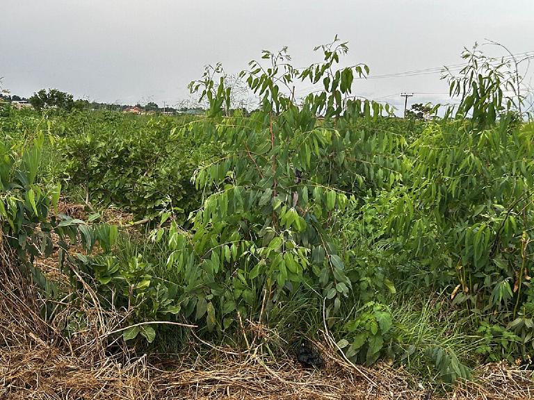 Eucalyptus gunnii